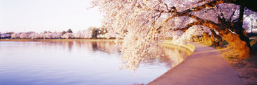Tidal Basin, Washington DC, District of Columbia, USA